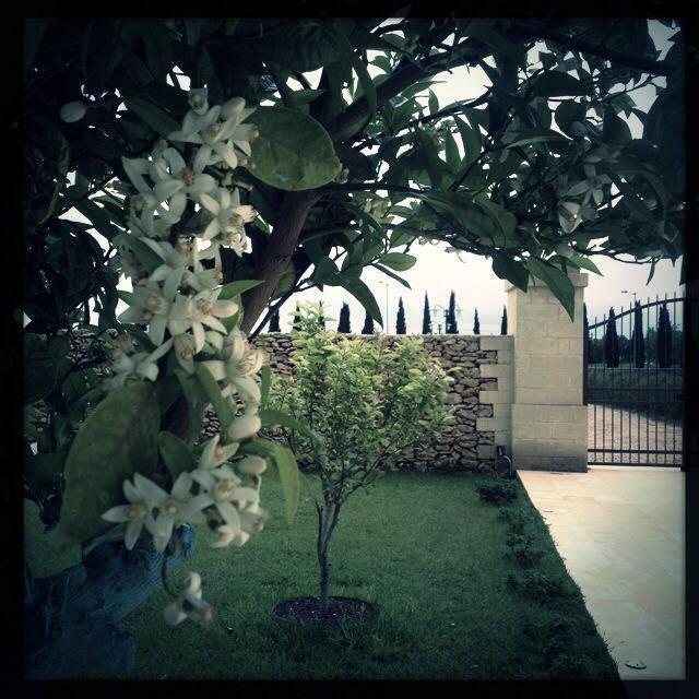 Masseria San Polo Squinzano المظهر الخارجي الصورة