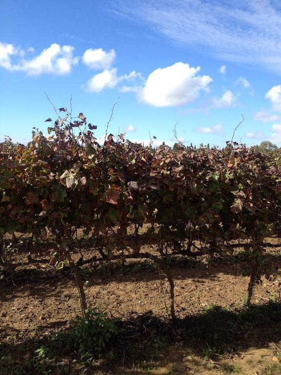 Masseria San Polo Squinzano المظهر الخارجي الصورة
